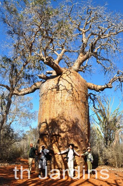 Adansonia rubrostipa - Baobá fony