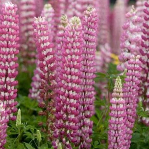 Lupinus russell 'The Chatelaine pink white Flag' - Tremoço Chatelaine Bicolor Rosa e Branco, Lupin