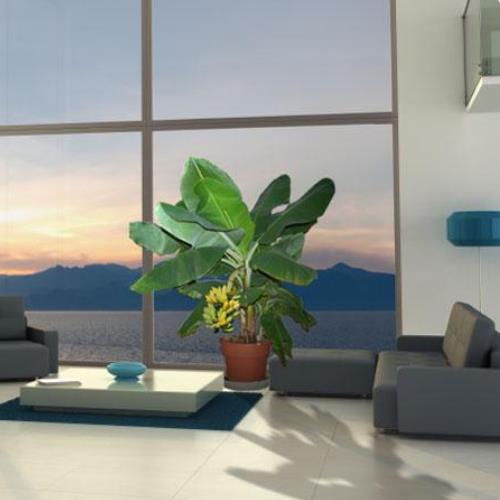 Musa acuminata subsp acuminata dwarf - Bananeira anão, banana acuminata anão, bananeira anã