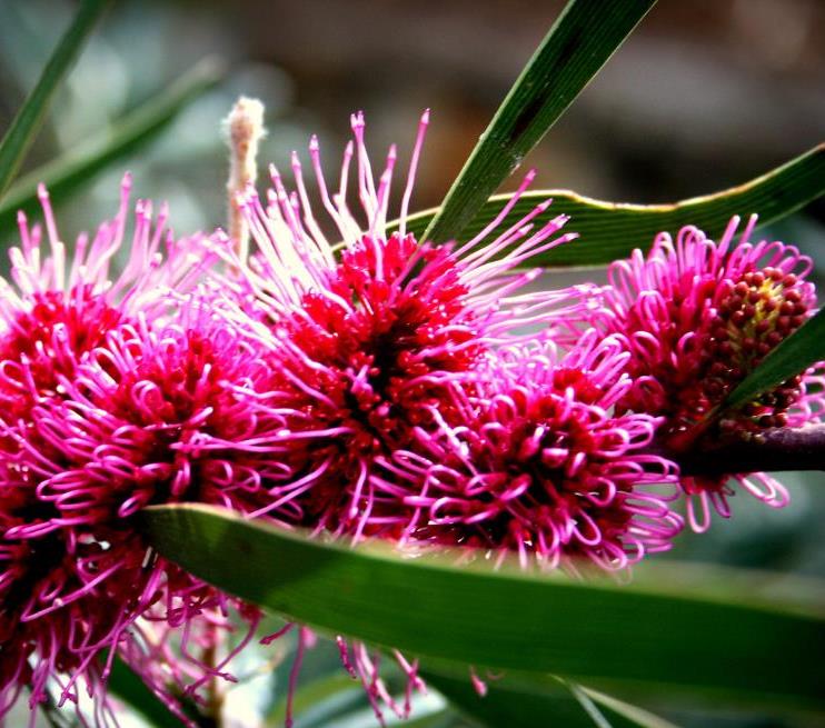 Hakea multilineata - Protea Hakea Multilineata, Hakea Folha de Lança, Hakea Folha de Gramíneas