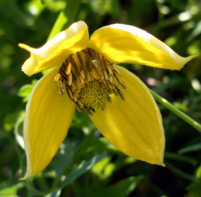 Clematis tangutica - Trepadeira Clematis Dourada, Clematis Sino Dourado, Clematis Tiara de Ouro