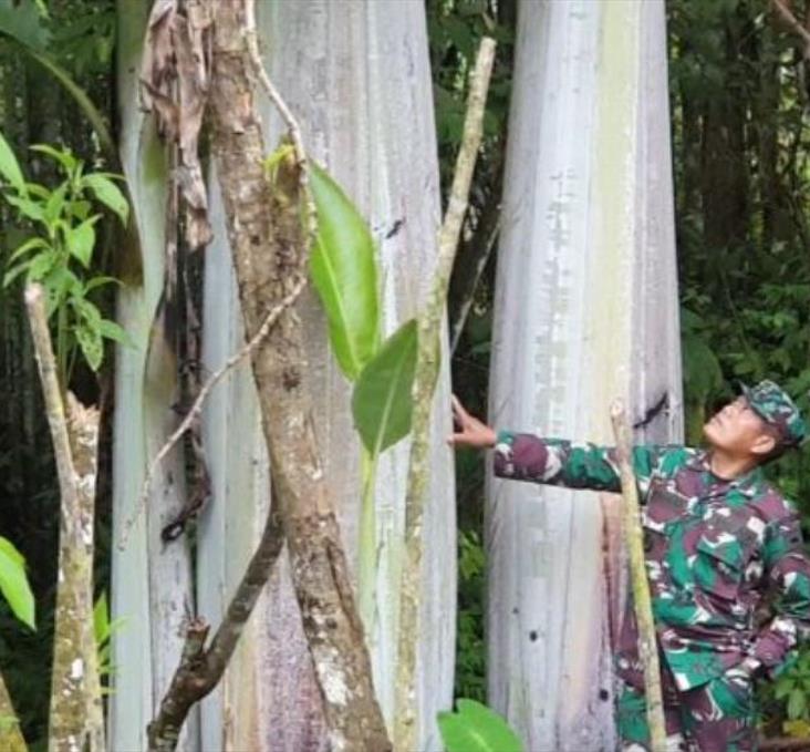 Musa ingens - Bananeira Gigante, Banana Gigante das Terras Altas