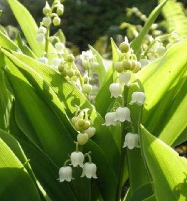 Convallaria majalis - Lirio do Vale, Muguet, Lírio de Maio, Lily of the Valley