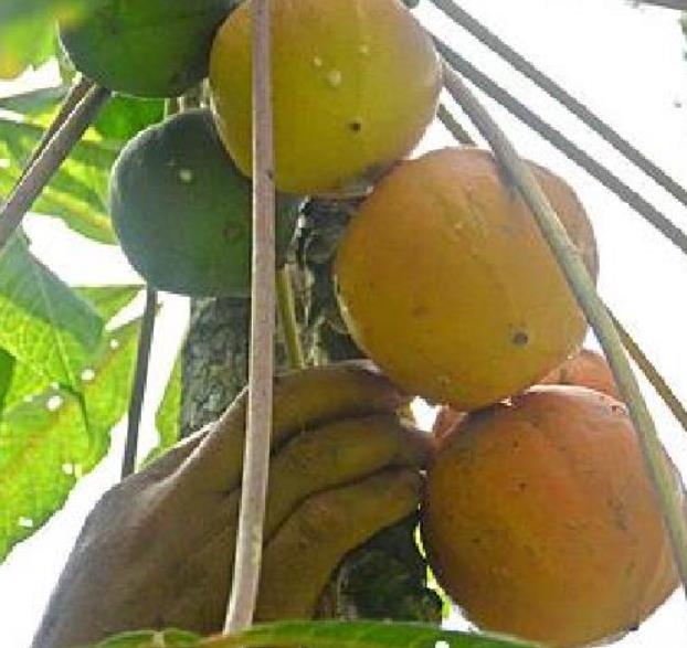 Vasconcellea palandensis (Carica palandensis) - Mamão Papaya de Palanda, Papaillo, Palanda Papaya