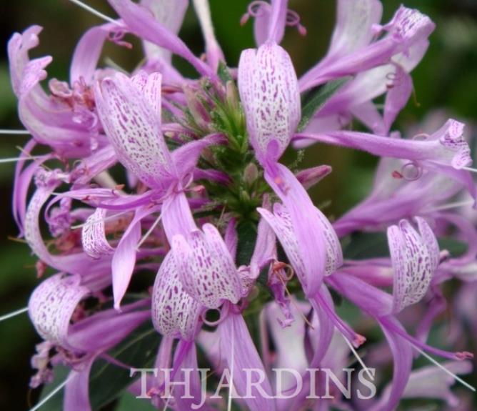 Hypoestes aristata - Arbusto fita, Ribbon Bush