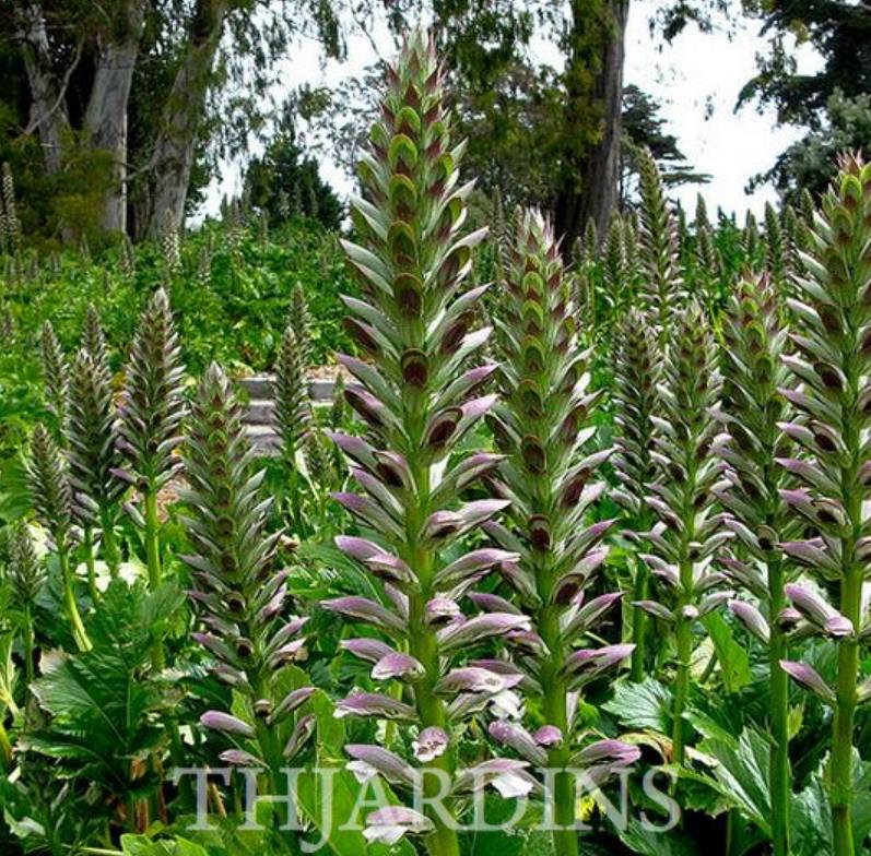 Acanthus mollis - Acanto, Acanto Manso, Erva-Gigante, Pé-de-Urso