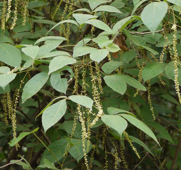 Allophylus cobbe - Cereja indiana doce, Allophylus indiano, Lichia Manbi