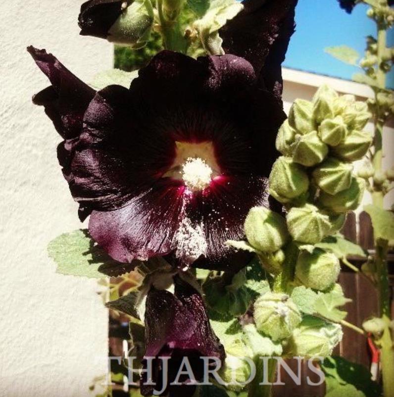 Alcea Rosea Jet Black - Malva Negra, Jet Black, Black Hollyhock