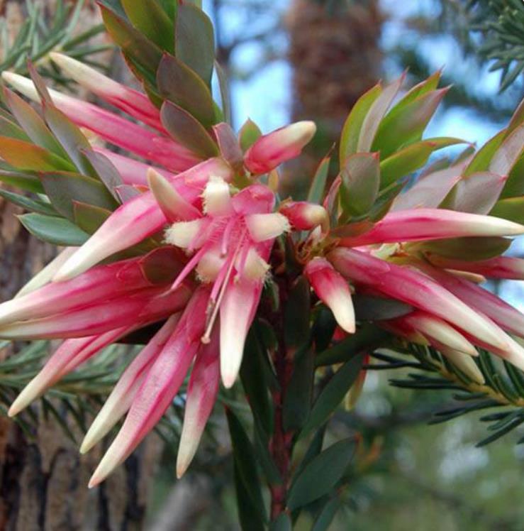 Styphelia triflora - Rosa Cinco Cantos, Five Corners Rose
