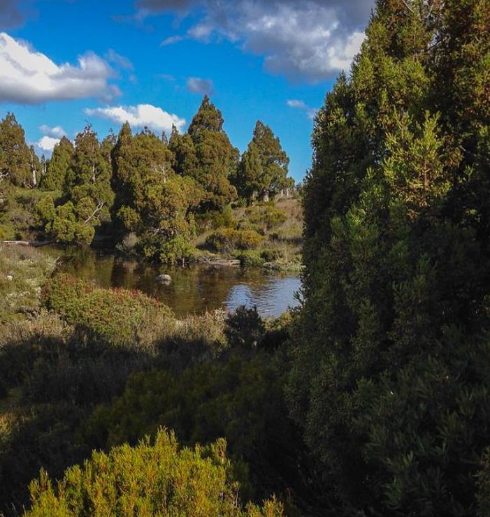 Athrotaxis cupressoides - Pinheiro Lápis, Pinho do lápis, Pencil Pine