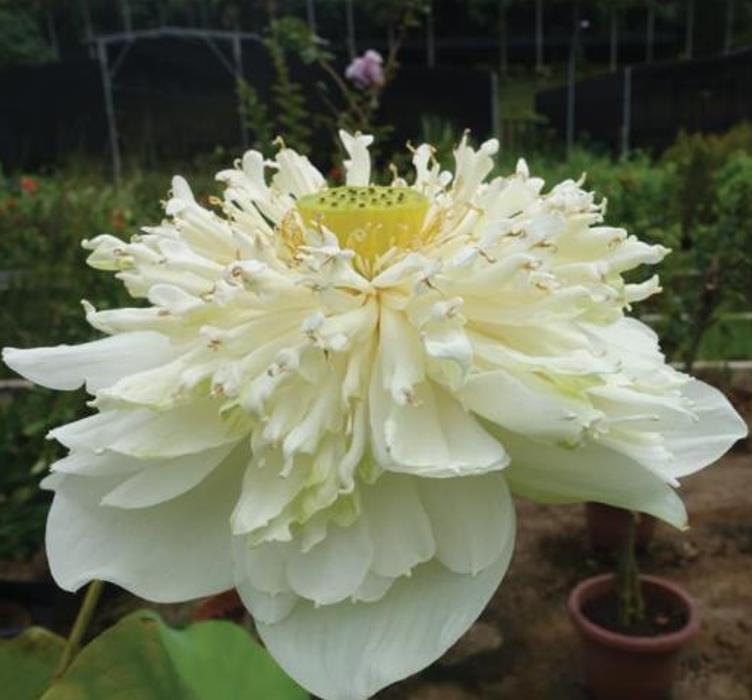 Nelumbo nucifera 'White Plenum' - Lótus Branca Plena , Flor de Lótus Branca Dobrada, Lótus Sagrado, Lótus-da-Índia