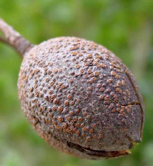 Chukrasia tabularis - Cedro Branco, Mogno Indiano, Sequoia Indiana, Amêndoa da Birmânia