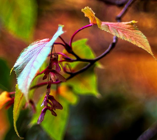 Acer davidii Grosseri - Acer Madeira Divina, Mapple, Acer davidii Grosseri