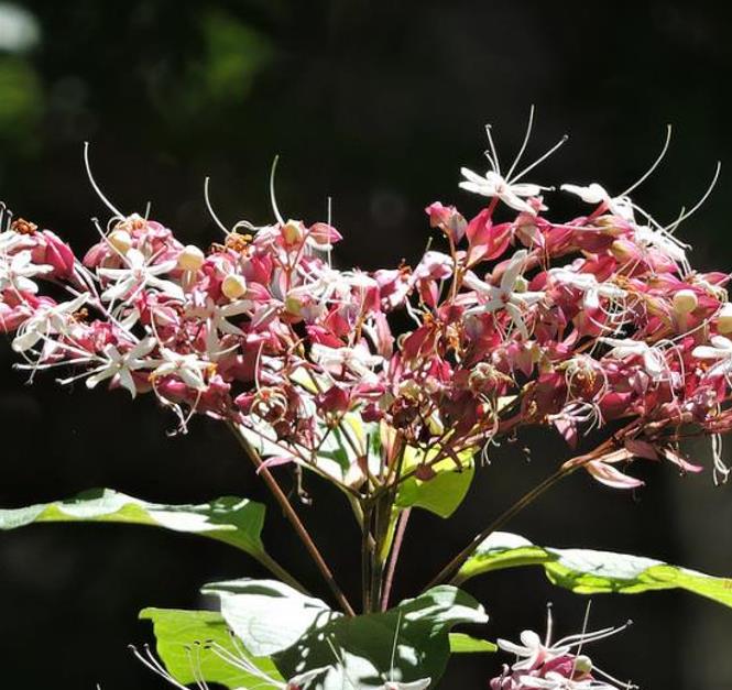 Clerodendrum trichotomum 'Fargesii' - Clerodendro Glorioso, Clerodendro Arlequim, Árvore Manteiga de Amendoim, Arlequi