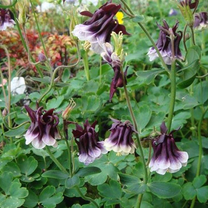Aquilegia 'Double Pleat' blackberry - Aquilegia Dobrada Flor de Clematis, Columbina Dobrada Plissada Blackberry