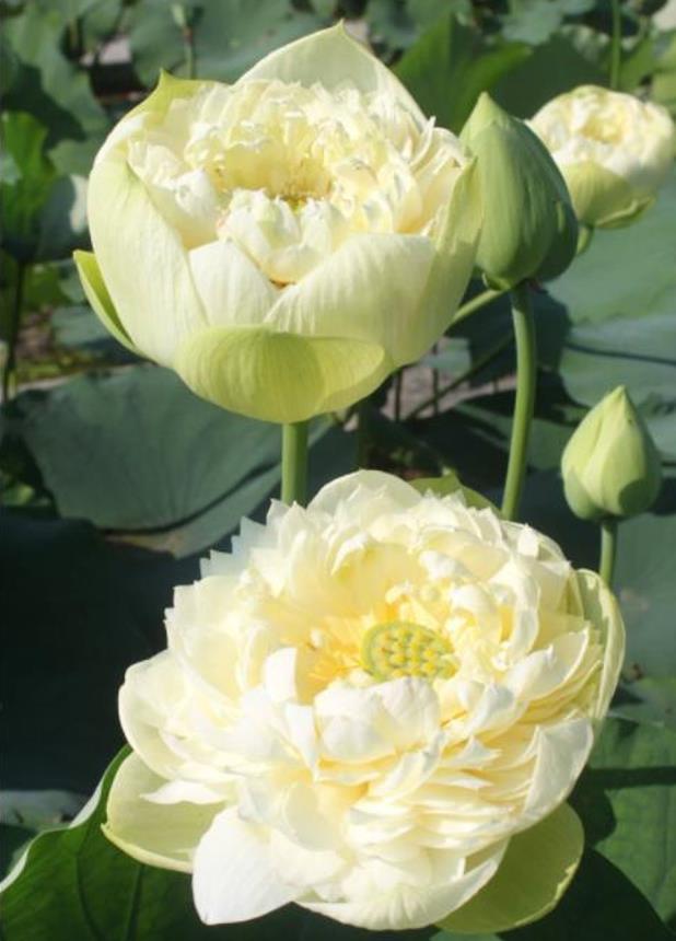 Nelumbo nucifera 'White Plenum' - Lótus Branca Plena , Flor de Lótus Branca Dobrada, Lótus Sagrado, Lótus-da-Índia