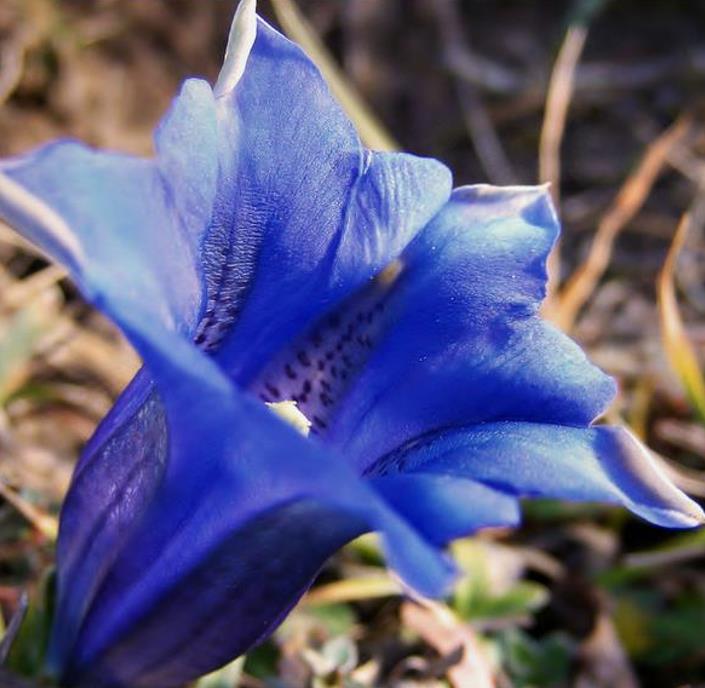 Gentiana asclepiadea - Genciana Salgueiro, Genciana de Serralha, Willow Gentian