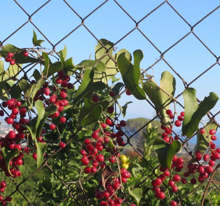 Smilax aspera - Salsaparrilha, Trepadeira Salsaparrilha, Zarzaparilla, Alegria do Campo