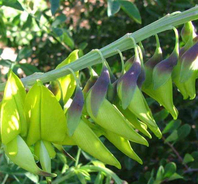 Crotalaria agatiflora -  Arbusto Canário, Arbusto Beija Flor, Flor Pássaro, Birdflower