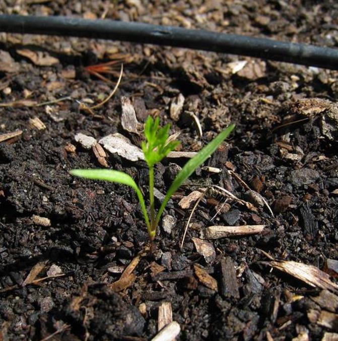 Daucus carota 'Purple Dragon' (C.O) - Cenoura Roxa Gourmet, Cenoura Bicolor, Cenoura colorida
