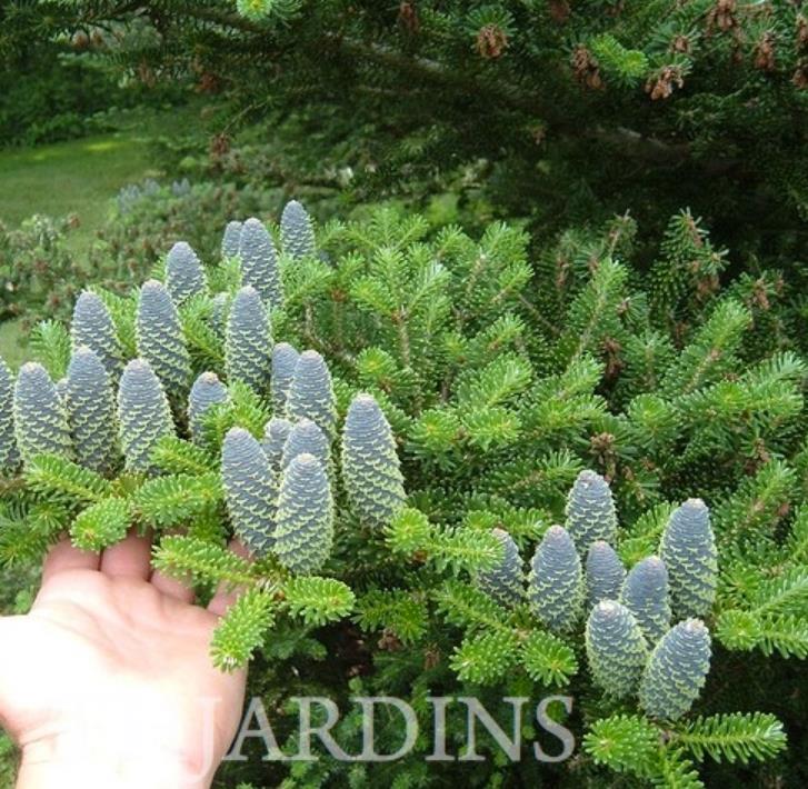 Abies koreana - Abeto Da Coréia, Gusang, Korean fir
