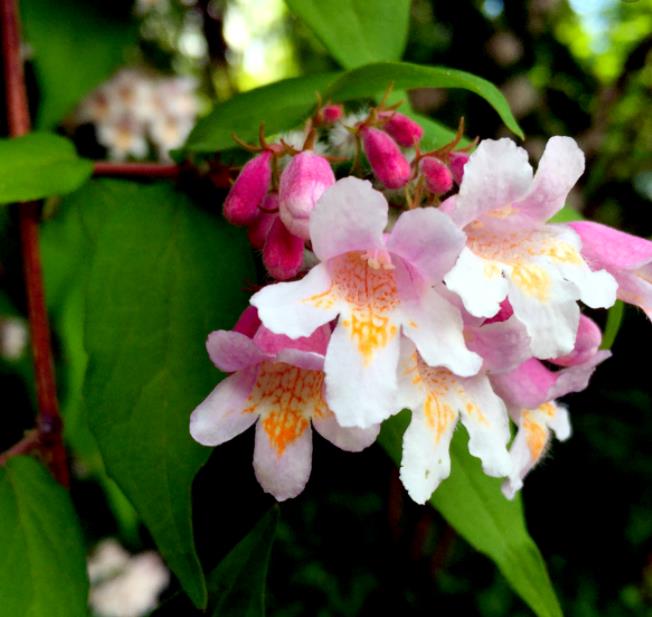 Kolkwitzia amabilis 'Pink Cloud' - Arbusto de Beleza 'Nuvem Rosa', Arbusto Nuvem Rosa, Pink Beautybush