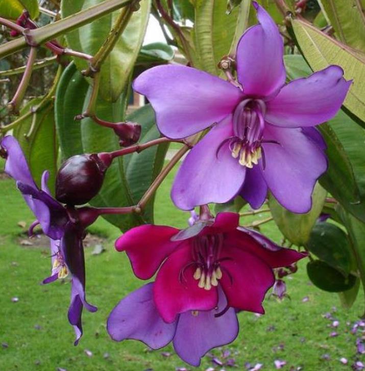 Meriania nobilis - Manacá Colombiano, Meriania, Amarrabollo, Amaraboyo