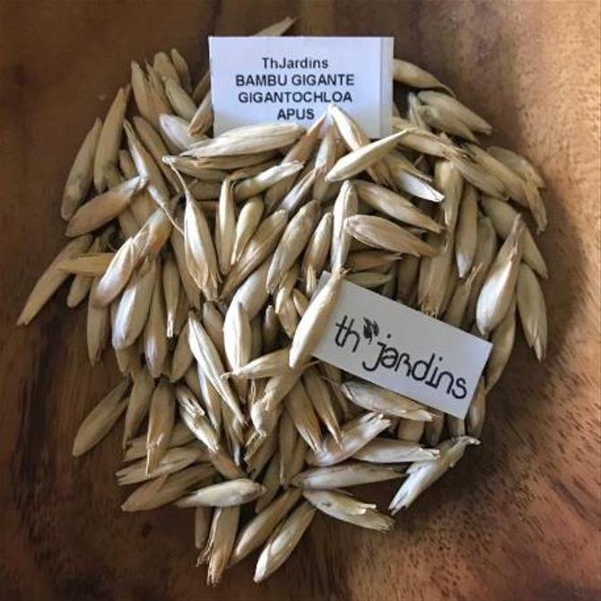 Gigantochloa apus - Bambu Gigante Tabashir, Bambu Tali, Giant Tabashir Bamboo