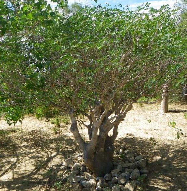 Delonix pumila - Poinciana adansonioides anã, Flamboyant Baobá, Flamboyant Garrafa