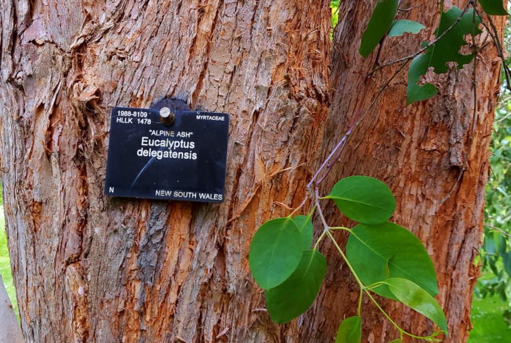 Eucalyptus delegatensis - Eucalipto Gigante, Eucalipto Carvalho da Tasmânia, Eucalipto Goma-Top Madeira Fo