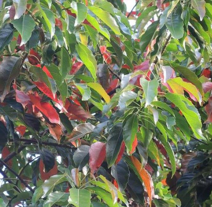 Elaeocarpus ganitrus - Azeitona Azul, Rudraksha, Contas de Mirtilo