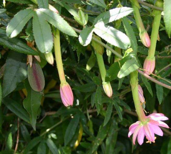 Passiflora Tripartita var. Azuayensis - Maracujá manga, maracujá, banana passionfruit, mango passionfruit