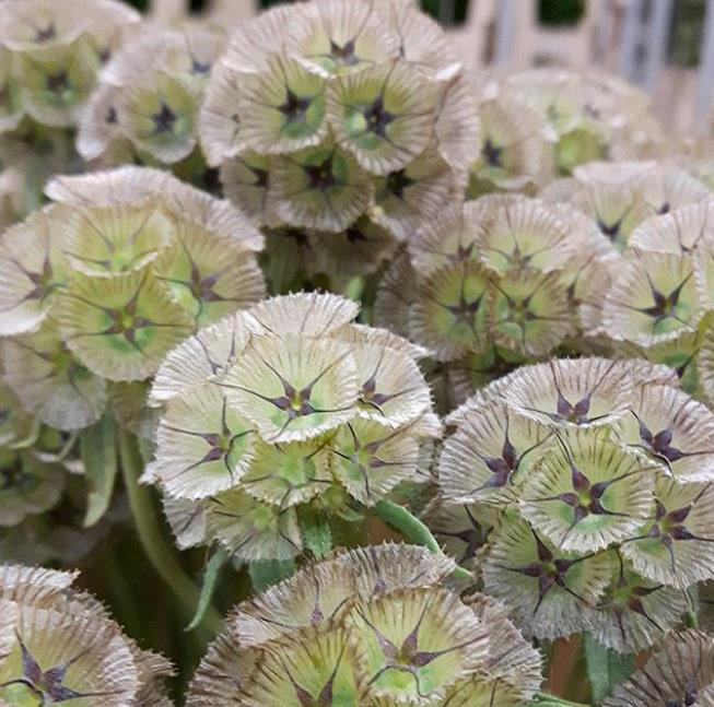 Scabiosa stellata - Escabiosa Flor Lua de Papel, Escabiosa Flor das Estrelas, Ping Pong Starflower