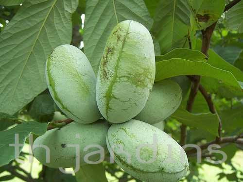Assimina triloba - Paw Paw, Pawpaw, Manjar de Baunilha
