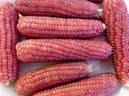 Zea Mays Mini Pink Popcorn (C.O) - Milho De Pipoca Baby Pink, Mini Milho De Pipoca Rosa
