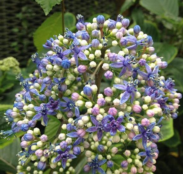 Dichroa febrifuga - Hortência Tibetana, Hortênsia Perene Azul, Quinino Chinês