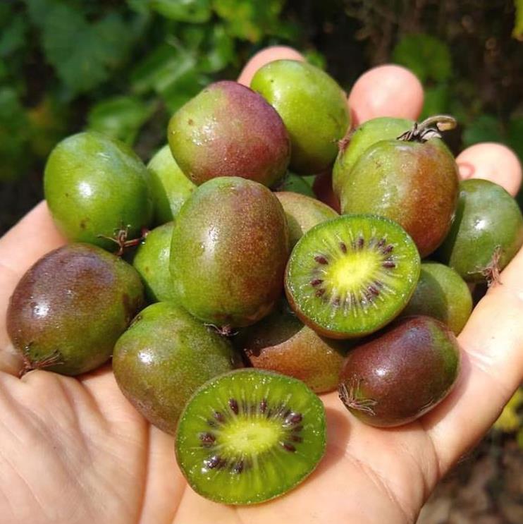 Actinidia kolomikta - Kiwi Uva, Trepadeira Mini Kiwi, Kiwi Grape, Kiwi Berry, Kiwi Ornamental
