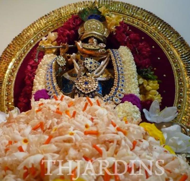 Nyctanthes arbor-Tristis - Jasmim da Noite, Árvore da Tristeza, Parijat