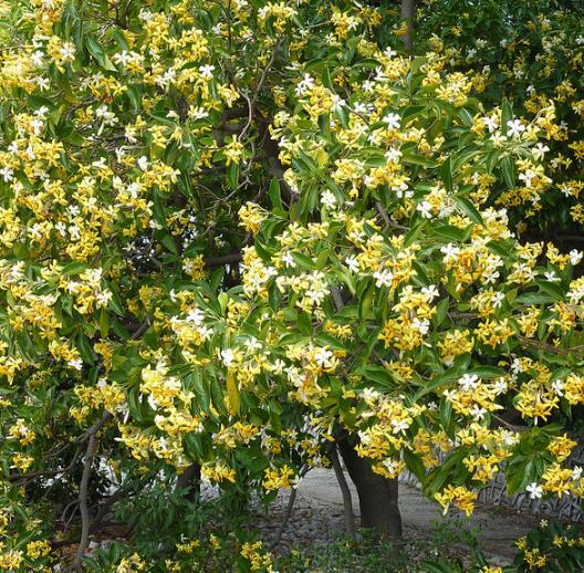 Hymenosporum flavum - Manacá Australiano, Plumeria Australiana Tricolor