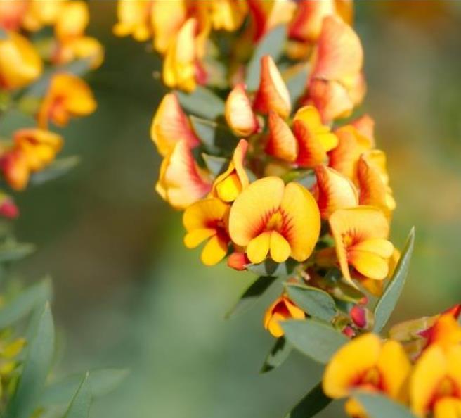 Eutaxia myrtifolia - Esperance Wildflower, Flor Selvagem de Esperance, Arbusto Ovos e Bacon, Eggs & B