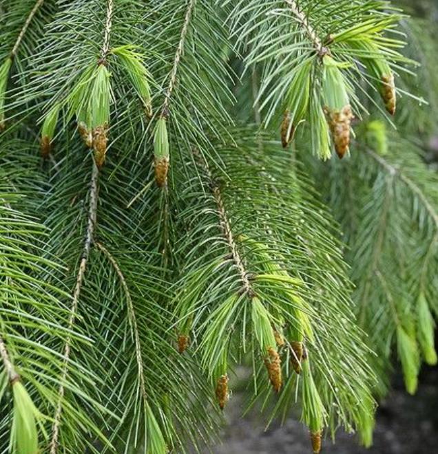 Picea smithiana - Pinheiro-picea morinda