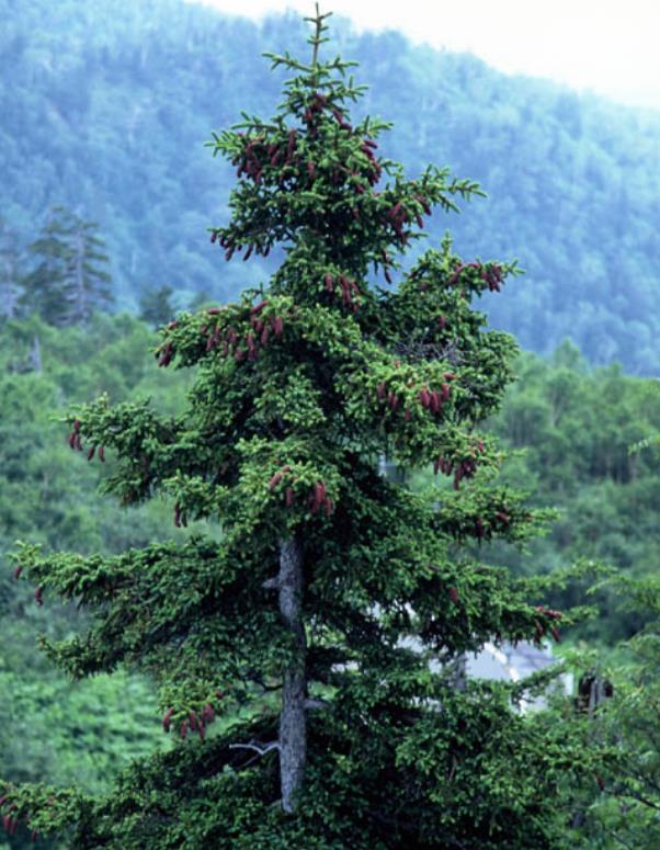 Picea jezoensis - Pinheiro abeto Jezo