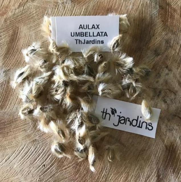 Aulax umbellata - Protea Aulax Umbellata, Featherbush, Broad-leaf Featherbush