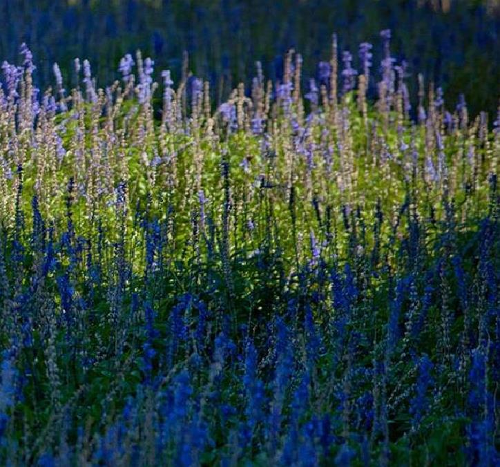 Lavandula angustifolia Hidcote blue - Lavanda Inglesa Azul, Alfazema Azul, Lavanda Azul