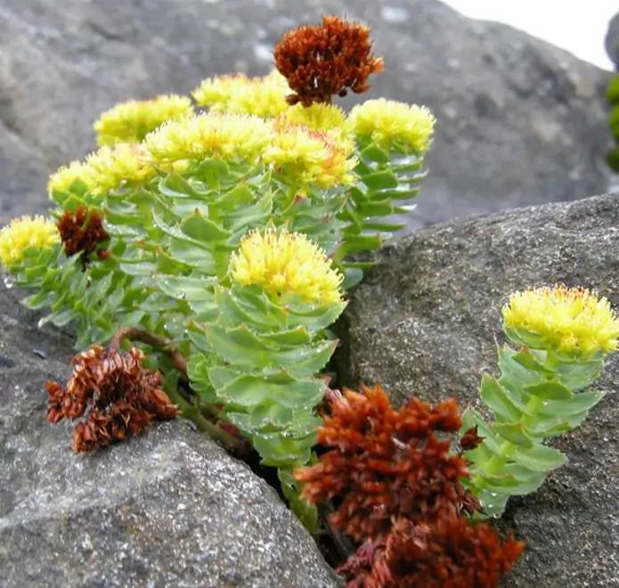 Rhodiola rosea - Raiz de Ouro, Rhodiola, Raiz Dourada, Raiz do Ártico, Roseroot, Golden Root