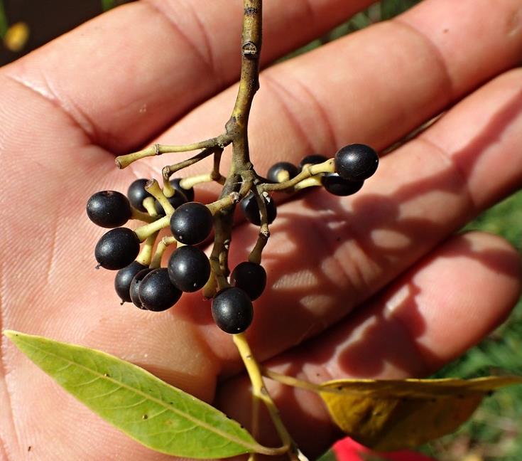 Litsea cubeba - Pimenta da Montanha, May Chang, Litsea Aromática, Cubeba, Pimenta de Java