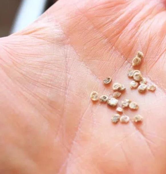 Solanum lycopersicon Berry Snow White Cherry (Certificação Orgânica) - Tomate Cereja Branca de Neve, Tomate Cereja Marfi