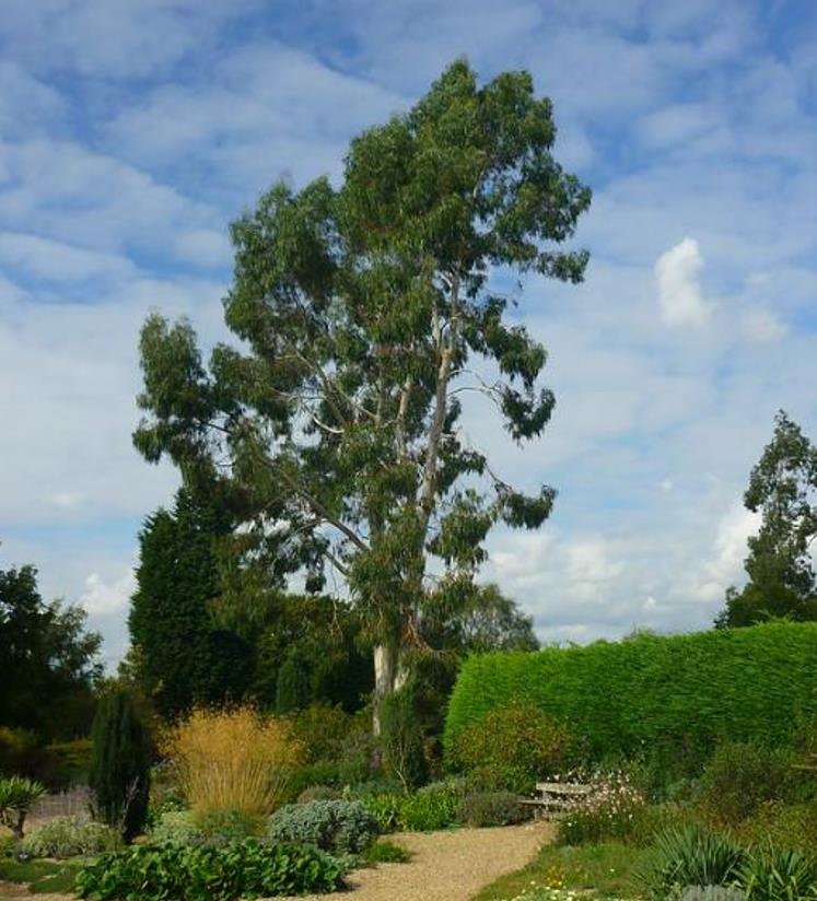 Eucalyptus dalrympleana - Eucalipto da Montanha, Goma de Montanha, Mountain Gum