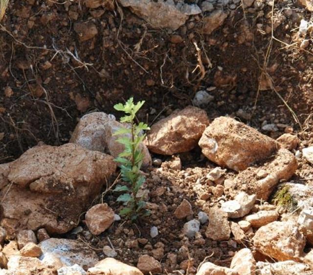 Crataegus azarolus - Planta do Coração, Espinheiro do Mediterrâneo, Azarole, Hawthorn Berry
