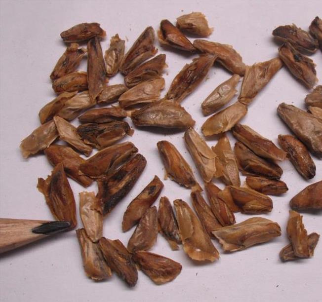 Abies amabilis - Abeto de Prata, Abeto Prateado do Pacífico, Cascade Silver Fir